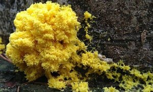image 512pxBlob_Physarum_polycephalum.jpeg (48.6kB)
Lien vers: https://www.mnhn.fr/fr/blob